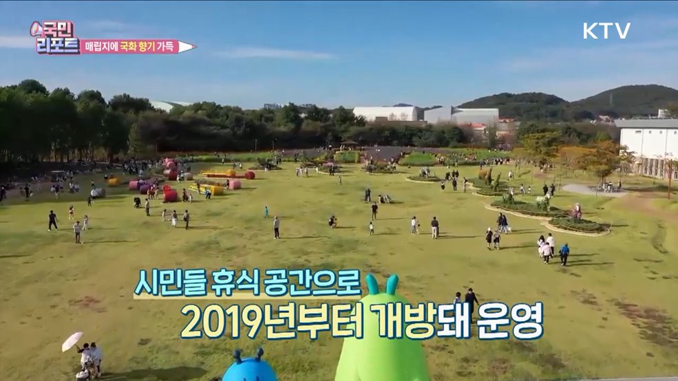 수도권 매립지 드림파크 '국화 향기' 가득
