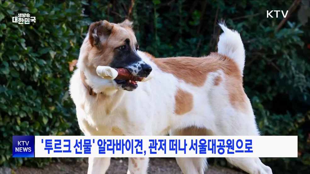 '투르크 선물' 알라바이견, 관저 떠나 서울대공원으로