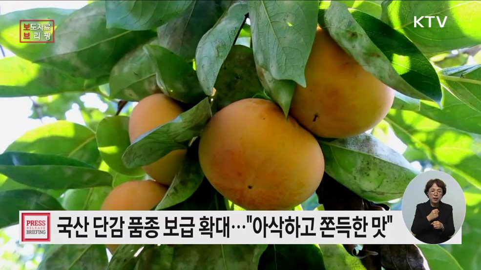 '배처럼 아삭, 젤리처럼 쫀득' 이색 단감으로 경쟁력 키운다