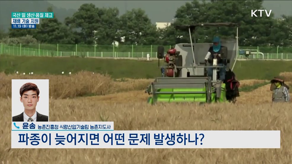 국산 밀 생산·품질 끌어올릴 방안은?