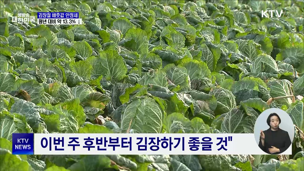 가을배추 출하에 배춧값 안정세