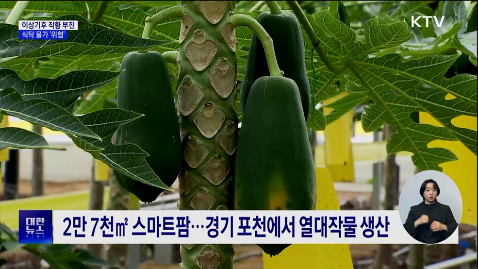 이상기후로 작황 부진···식탁 물가 '위협' [현장고발]