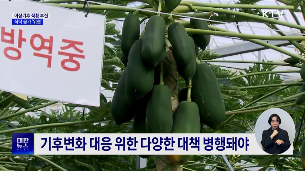 이상기후로 작황 부진···식탁 물가 '위협' [현장고발]