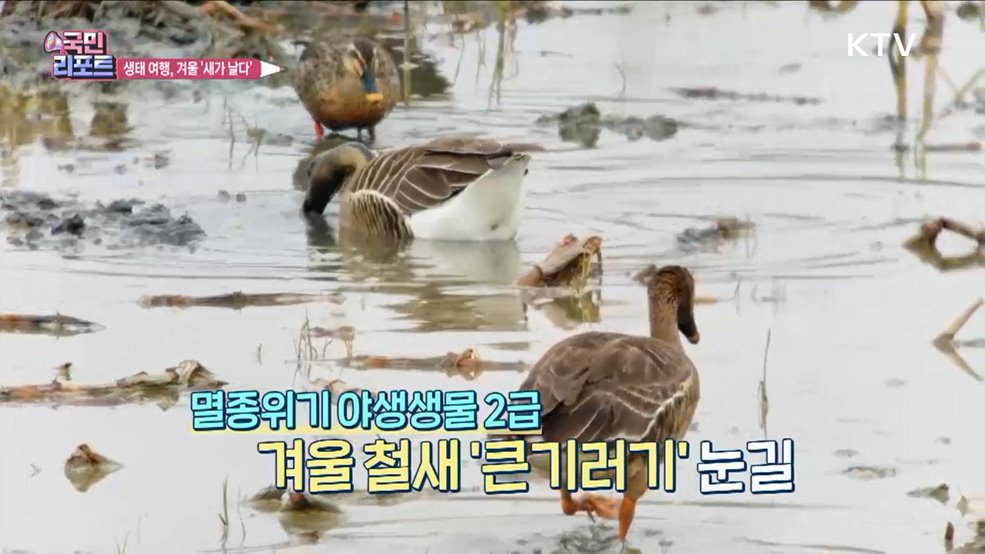 겨울 '철새 탐조'하며 DMZ 평화의 길 걸어요