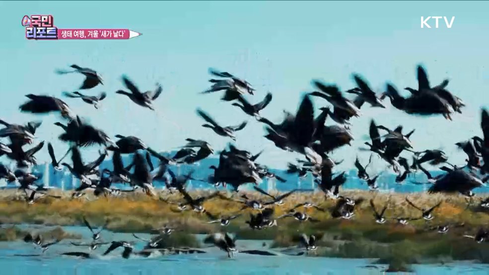 겨울 '철새 탐조'하며 DMZ 평화의 길 걸어요