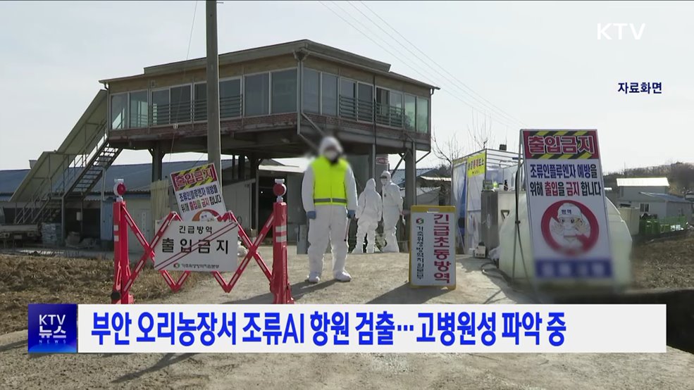 부안 오리농장서 조류AI 항원 검출···고병원성 파악 중