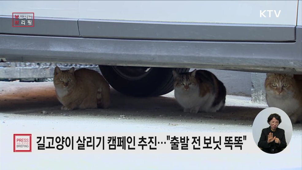 겨울철 차량 엔진룸 안에 숨어든 길고양이, 시동 전 노크로 생명사랑 실천하세요!