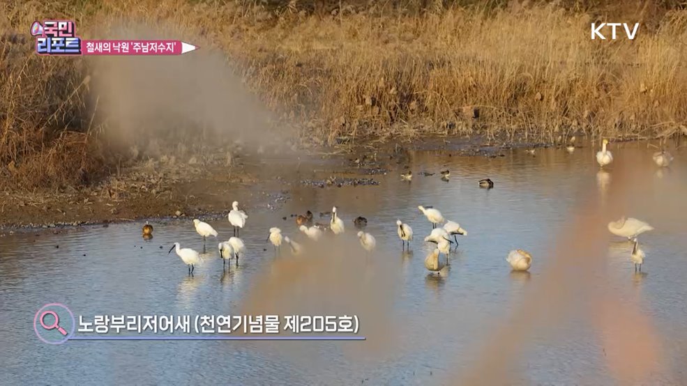 천연기념물 철새들의 보고 '주남저수지/