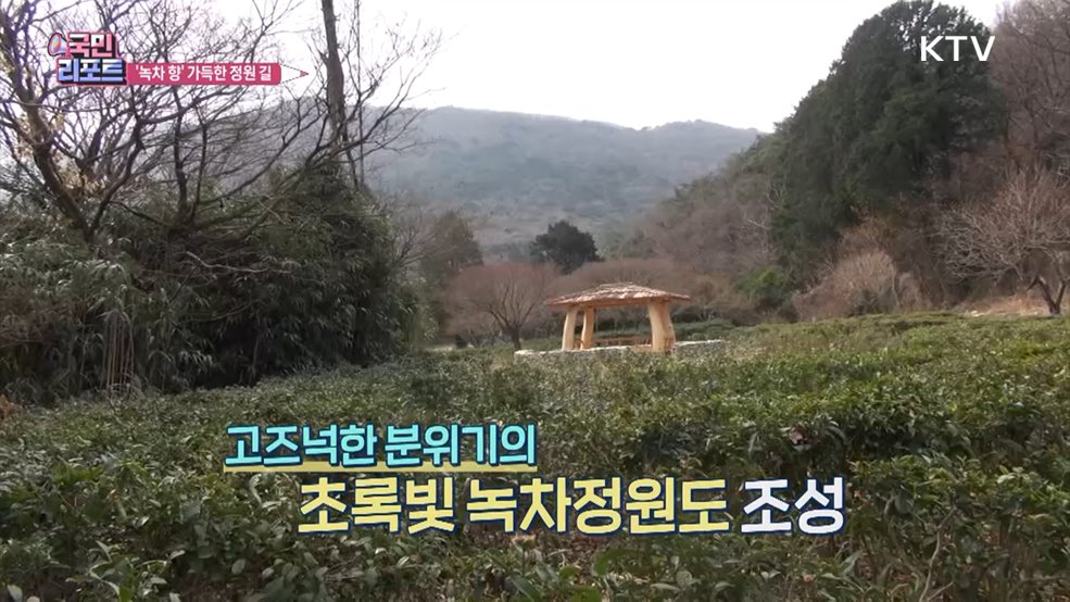 한겨울 초록빛 '녹차정원 길' 관광객에 손짓