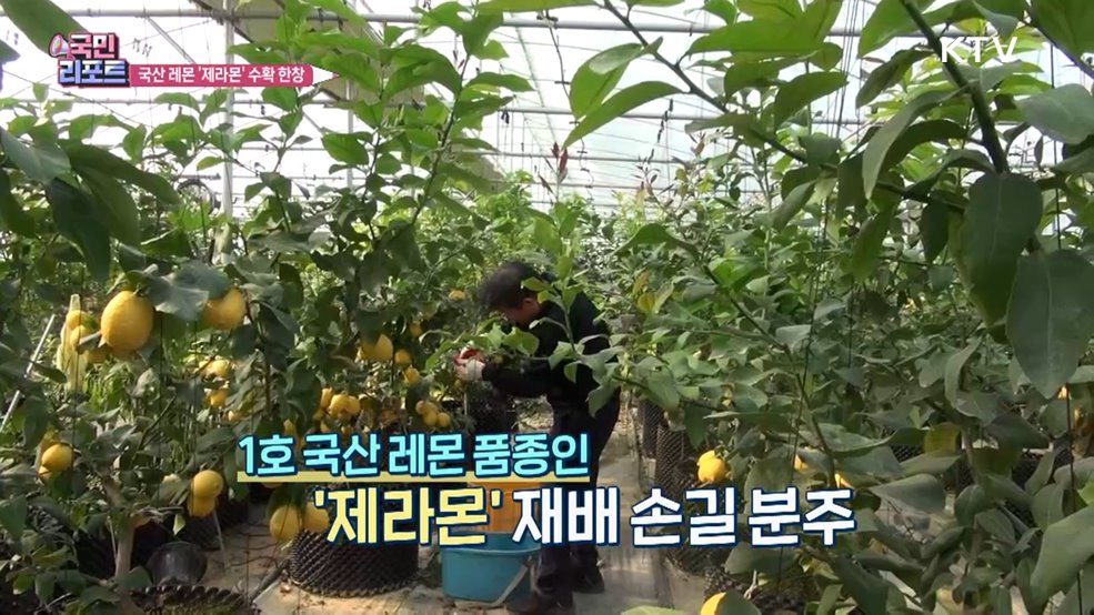 기후 변화 속 국산 레몬 품종 '제라몬' 수확