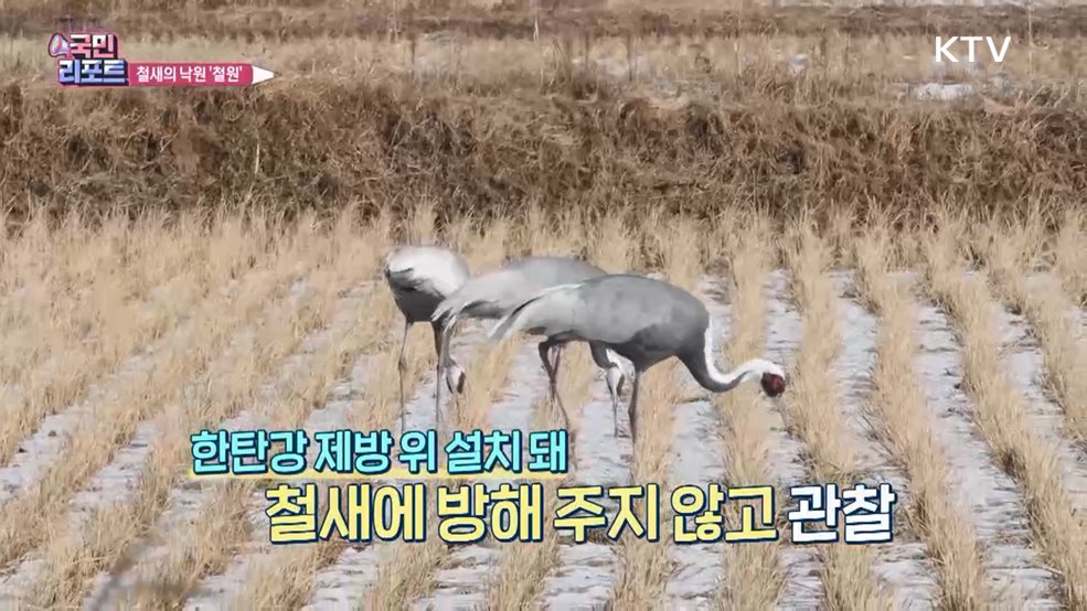 철새의 낙원 '철원 철새도래지' 탐조객 북적