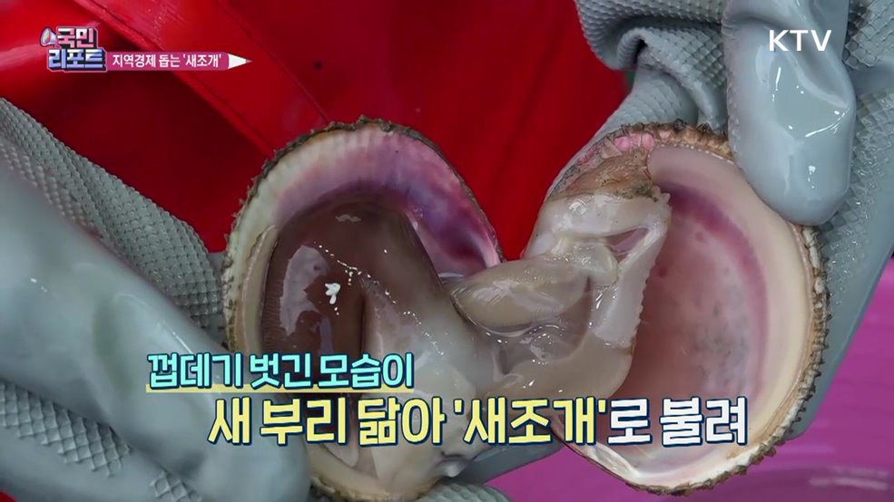 지역경제 도와요, 새조개 축제 관광객 이어져