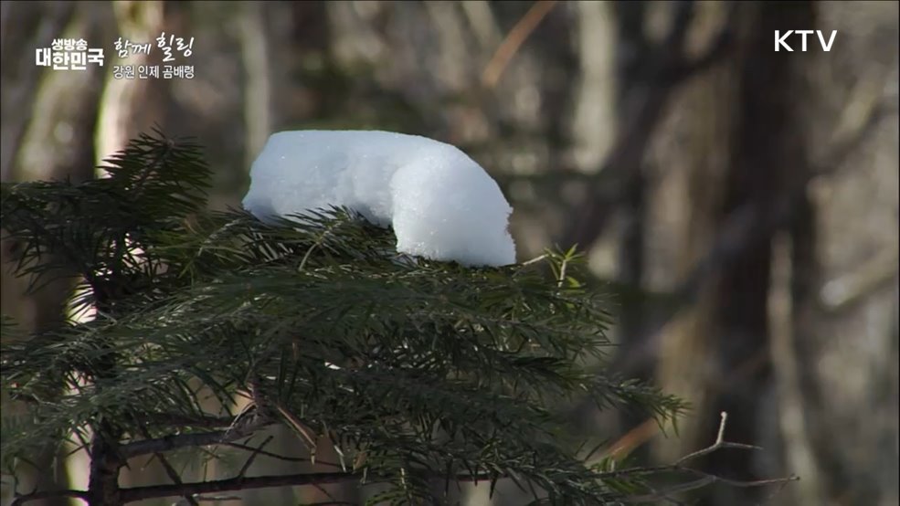 강원 인제 곰배령 [함께 힐링]