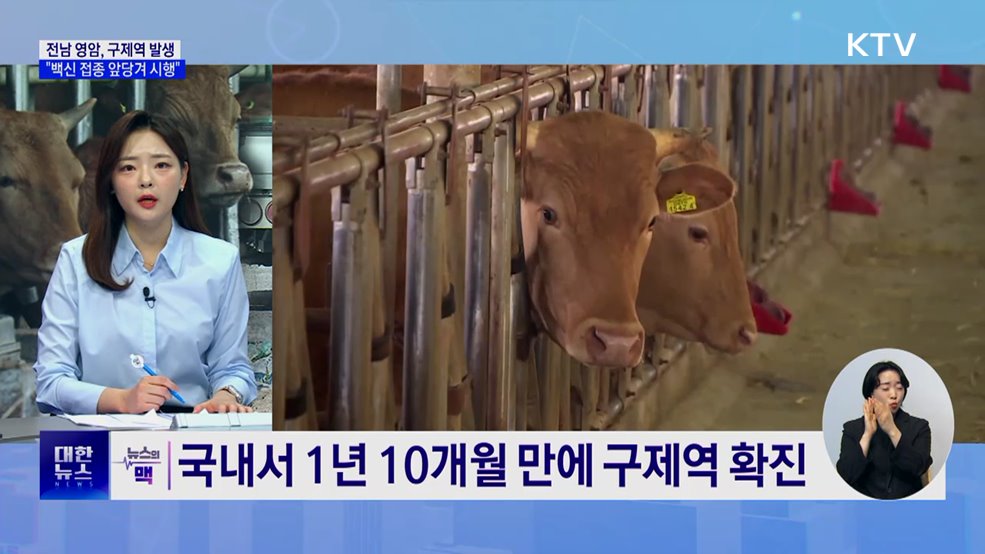 전남 영암서 구제역 발생···"백신 앞당겨 접종" [뉴스의 맥]
