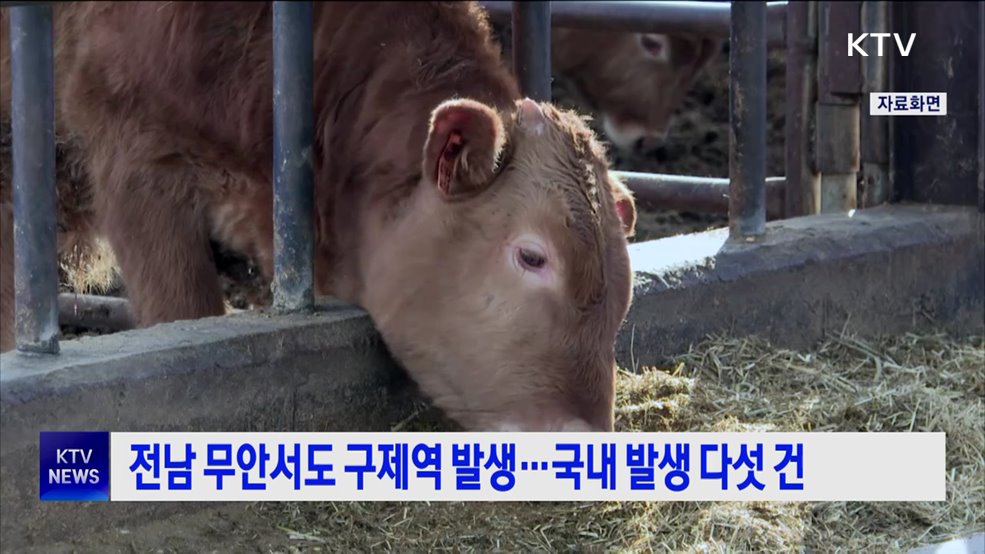 전남 무안서도 구제역 발생···국내 발생 다섯 건