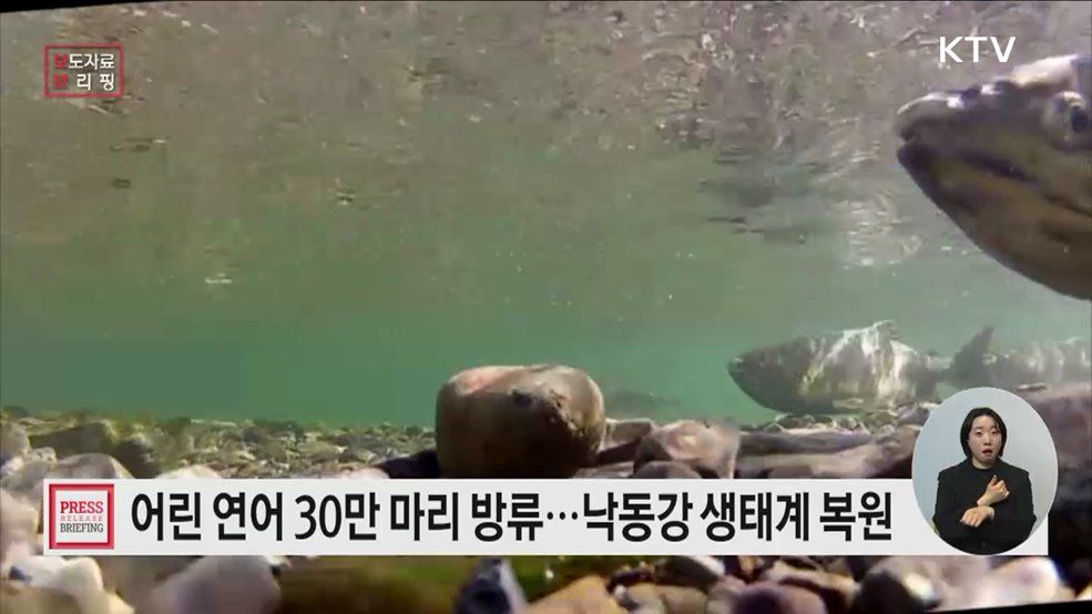 "강물 거슬러 다시 만나자" 어린 연어 30만 마리 바다로 보낸다