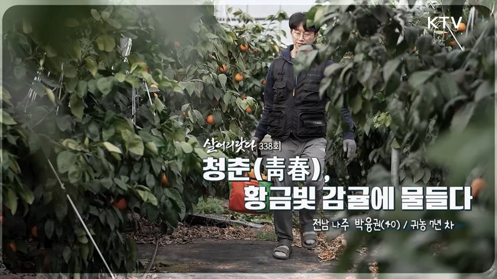 청춘 황금빛 감귤에 물들다