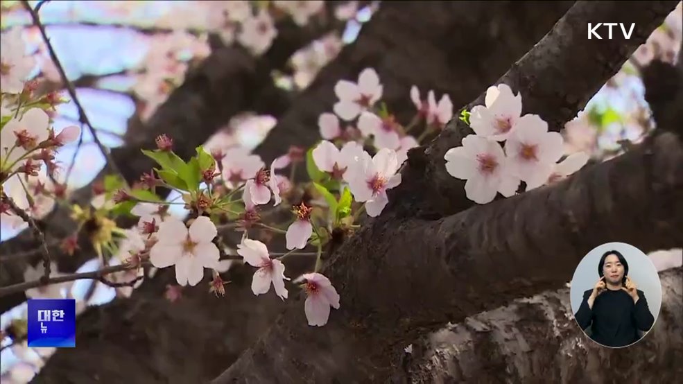 오늘 서울 벚꽃 개화···지난해보다 3일 늦어
