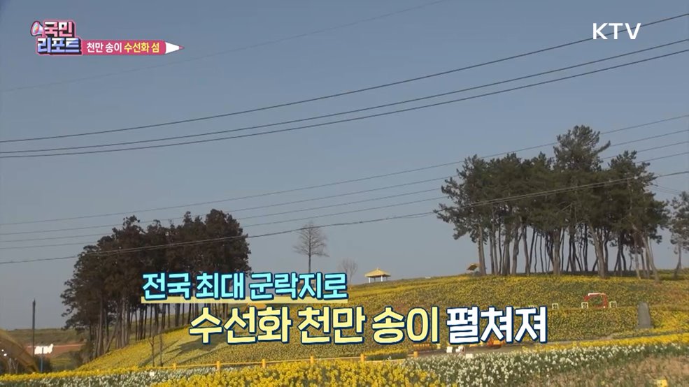 최대 수선화 군락지 '신안 선도' 관광객 유혹