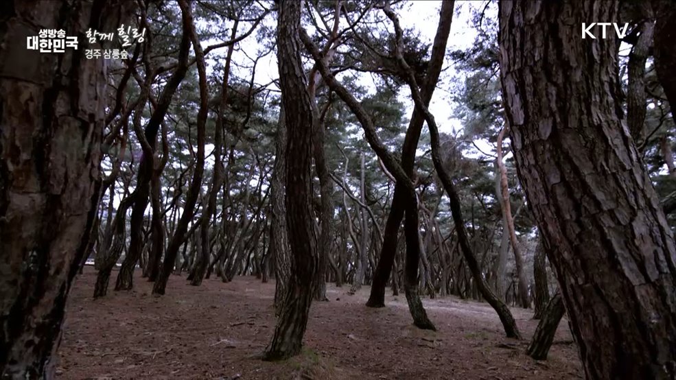 경주 삼릉숲 [함께 힐링]