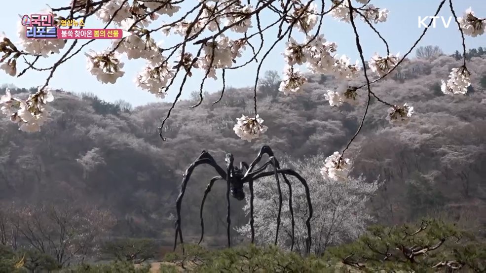 불쑥 찾아온 봄의 선물 [한국의 美]