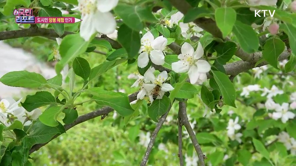 바빠진 꿀벌 생태 알아보는 '양봉 체험' 인기