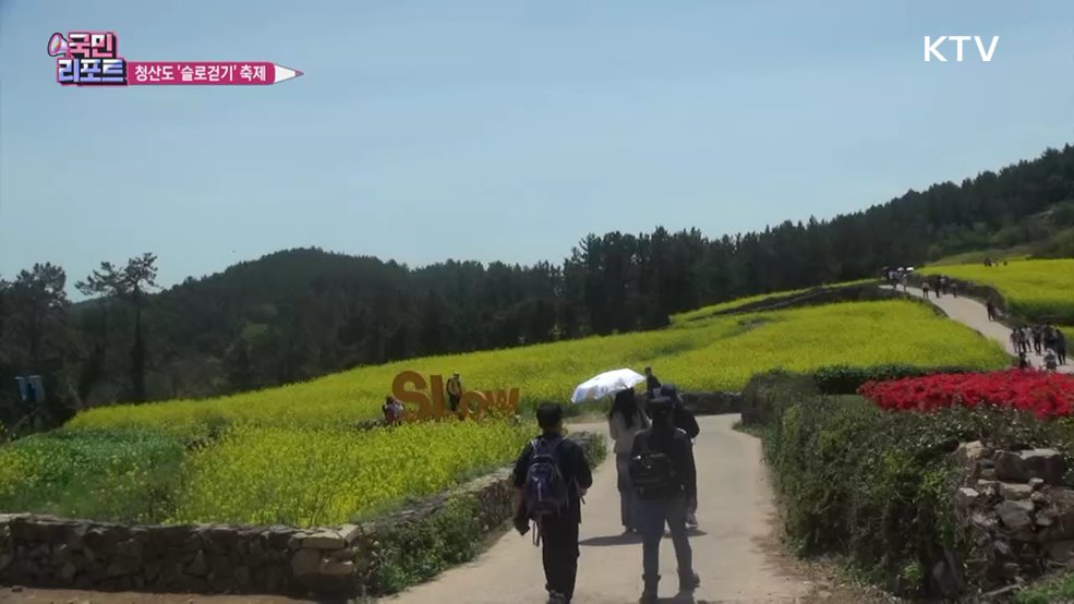청산도 유채꽃 배경 '슬로걷기 축제' 성황