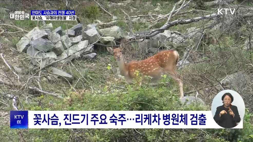 안마도 꽃사슴, 40년 만에 '유해야생동물'로 지정