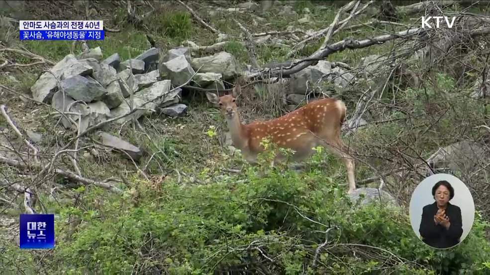 안마도 꽃사슴, 40년 만에 '유해야생동물'로 지정