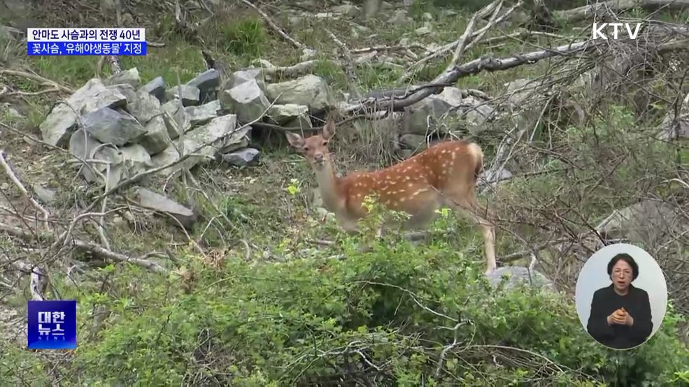 안마도 꽃사슴, 40년 만에 '유해야생동물'로 지정