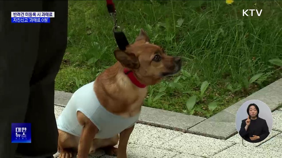 "반려견 등록하세요"···자진신고 '과태료 0원'