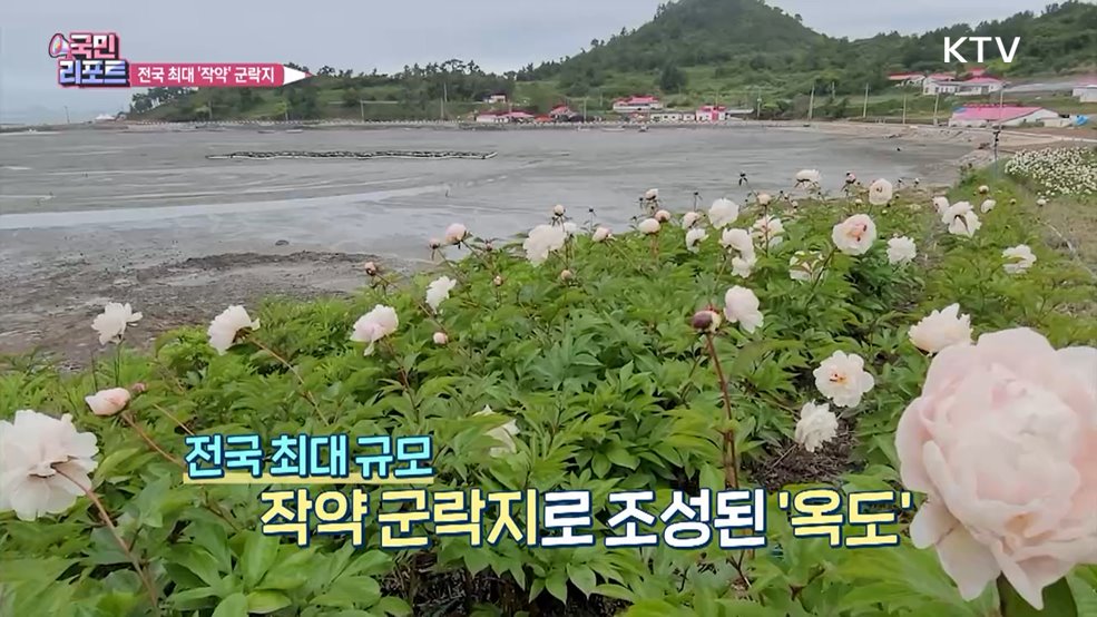 국내 최대 작약 군락지 '옥도' 관광객 북적