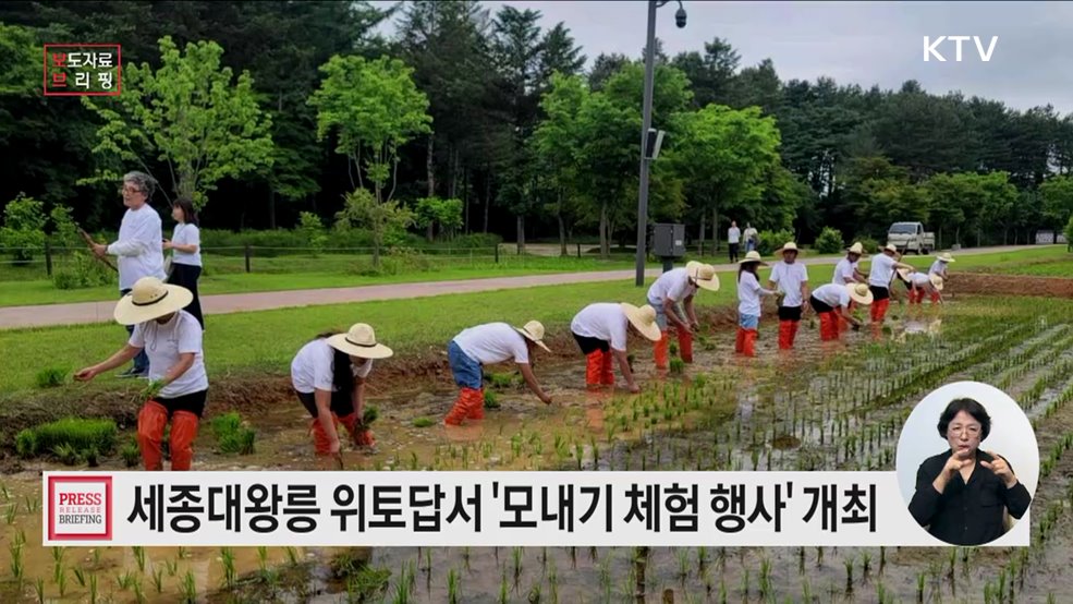 세종대왕릉 위토답에서 가족과 손 모내기하며 전통 농업문화 배운다
