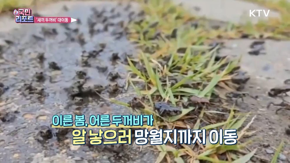 대구 망월지 '새끼 두꺼비' 서식지로 대이동