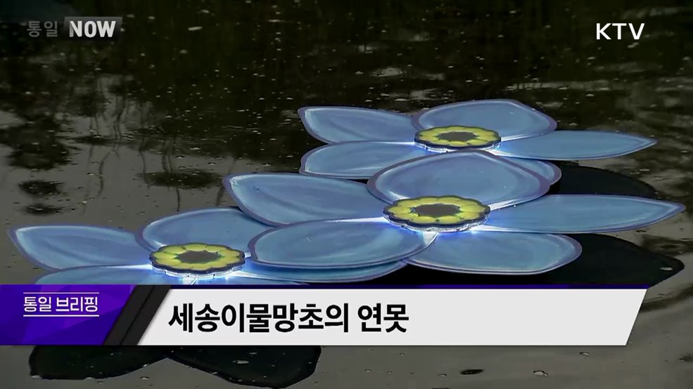 세송이물망초의 연못