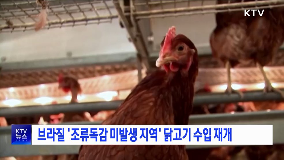 브라질 '조류독감 미발생 지역' 닭고기 수입 재개