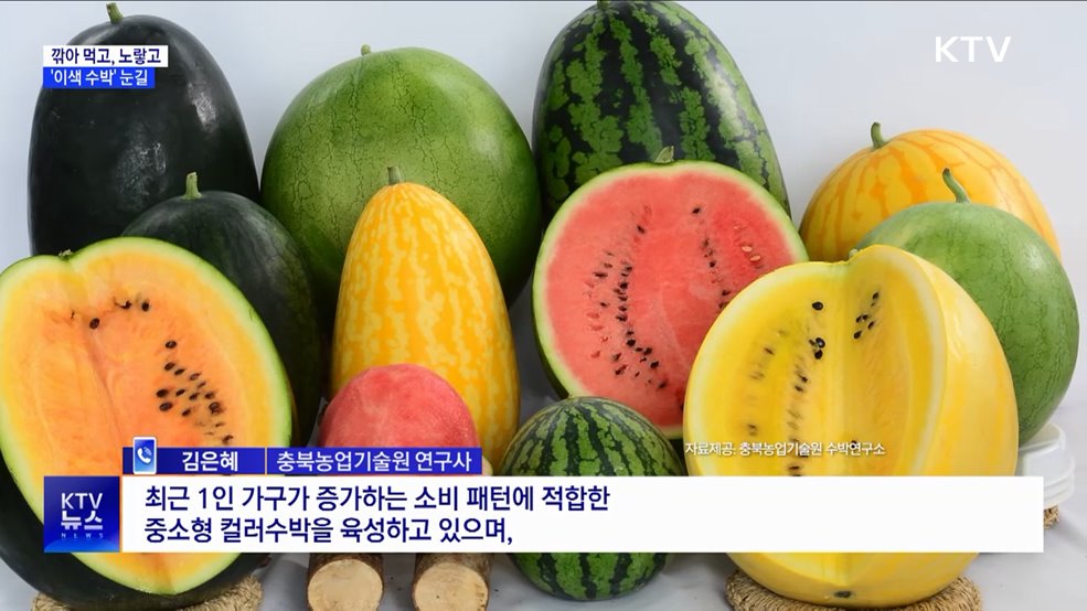 깎아 먹고, 노랗고···더위 속 '이색 수박' 눈길
