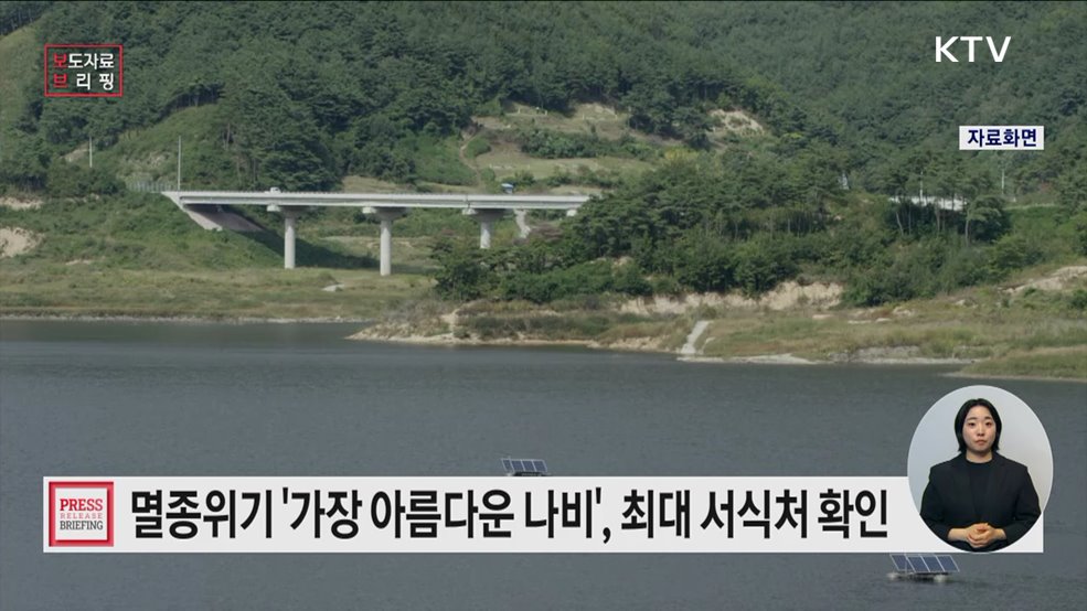 멸종위기 Ⅰ급 붉은점모시나비, 국내 최대 서식처 강원도 삼척에서 확인