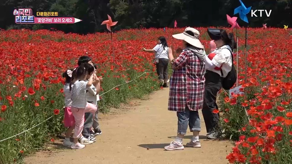 원주 용수골 '꽃양귀비' 관광객 발길 북적