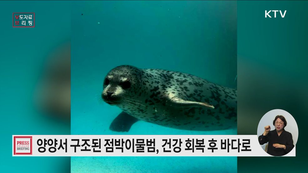 건강해진 어린 점박이물범, 다시 자연의 품으로 돌아가다