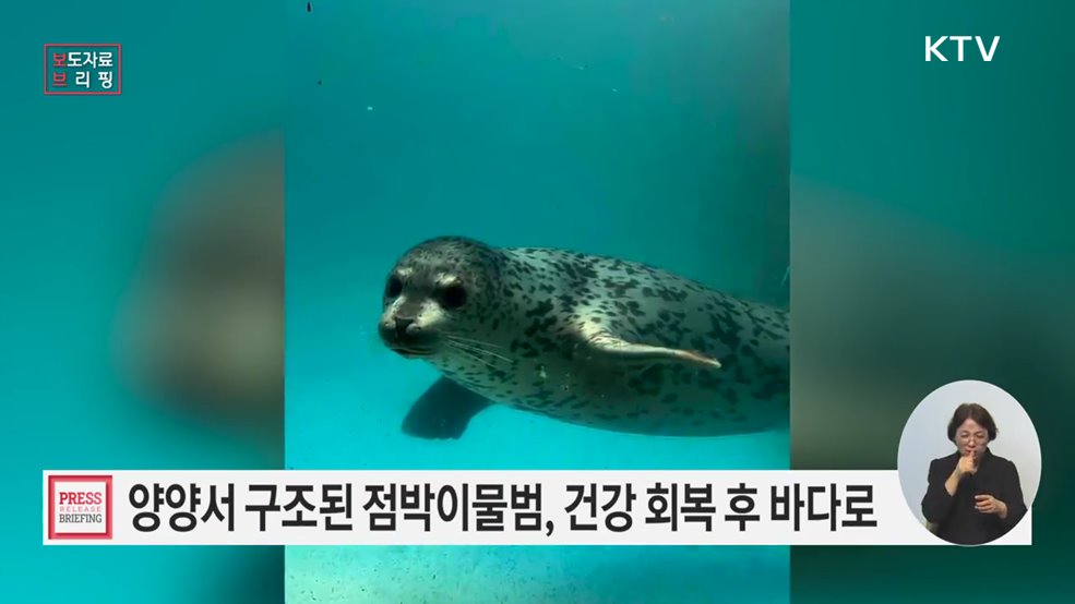 건강해진 어린 점박이물범, 다시 자연의 품으로 돌아가다