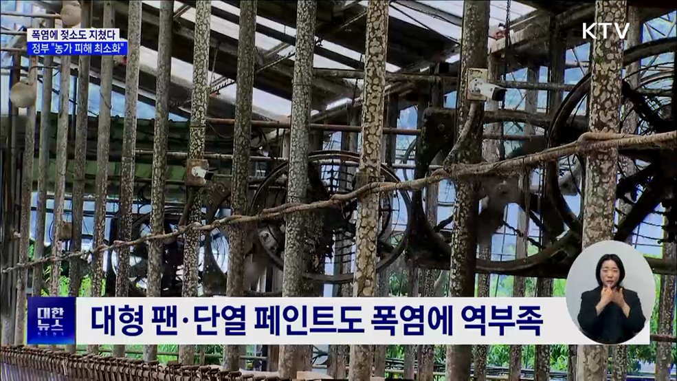 더위에 젖소도 지쳤다···"농가 폭염 피해 최소화"