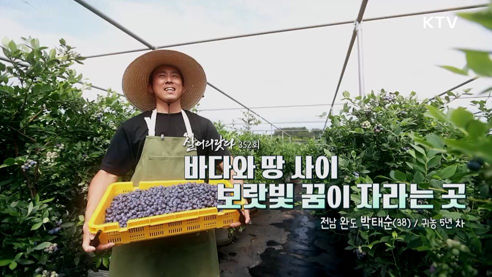 바다와 땅 사이 보랏빛 꿈이 자라는 곳