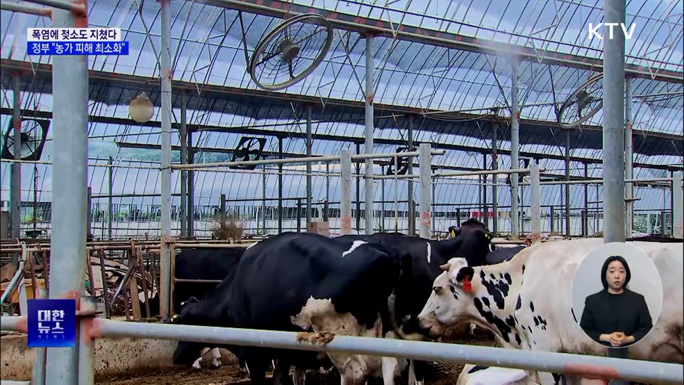 더위에 젖소도 지쳤다···"농가 폭염 피해 최소화"