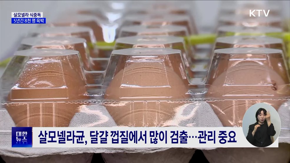 여름철 달걀 관리 아차하면 '살모넬라 식중독'