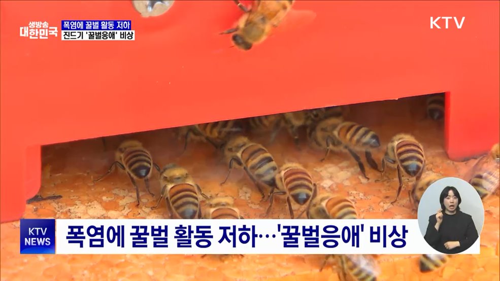 벌통에 덮친 폭염···'꿀벌응애'로 2차 피해 우려