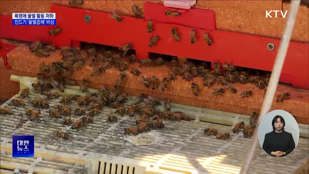 벌통에 덮친 폭염···'꿀벌응애'로 2차 피해 우려