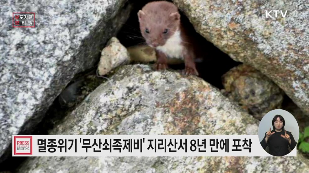 멸종위기 야생생물 Ⅰ급 '무산쇠족제비' 활동 장면 8년 만에 포착