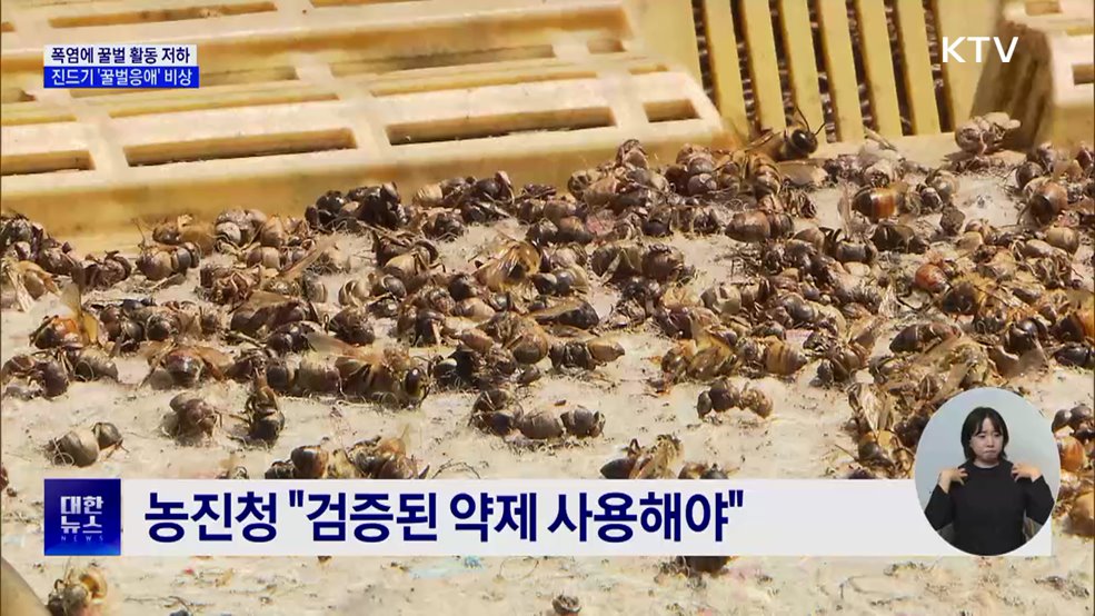 벌통에 덮친 폭염···'꿀벌응애'로 2차 피해 우려