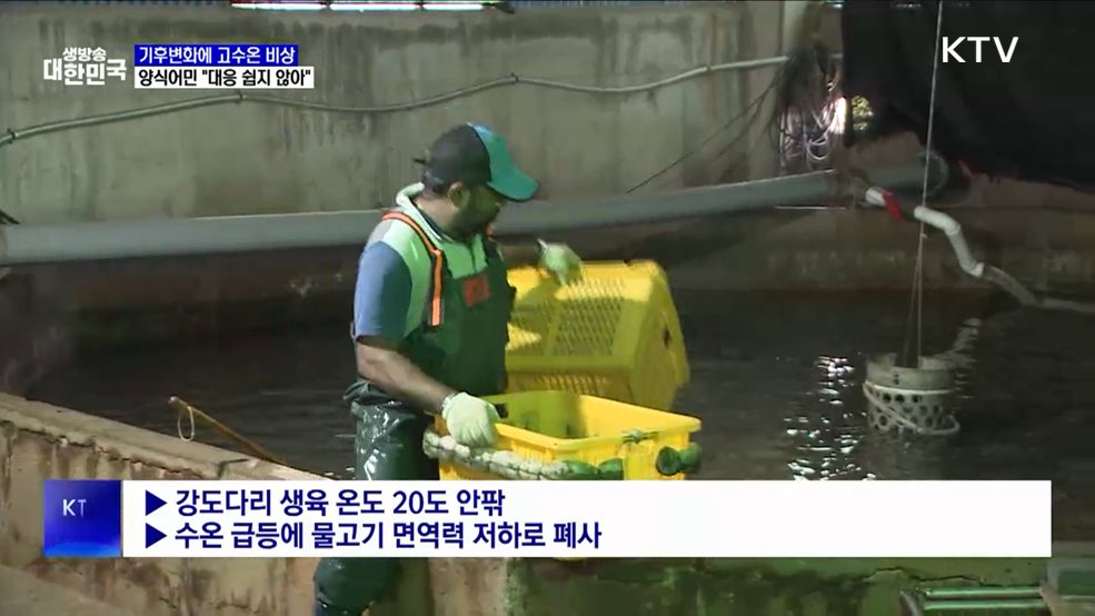 바다가 뜨겁다···양식 어민들 '깊은 한숨'